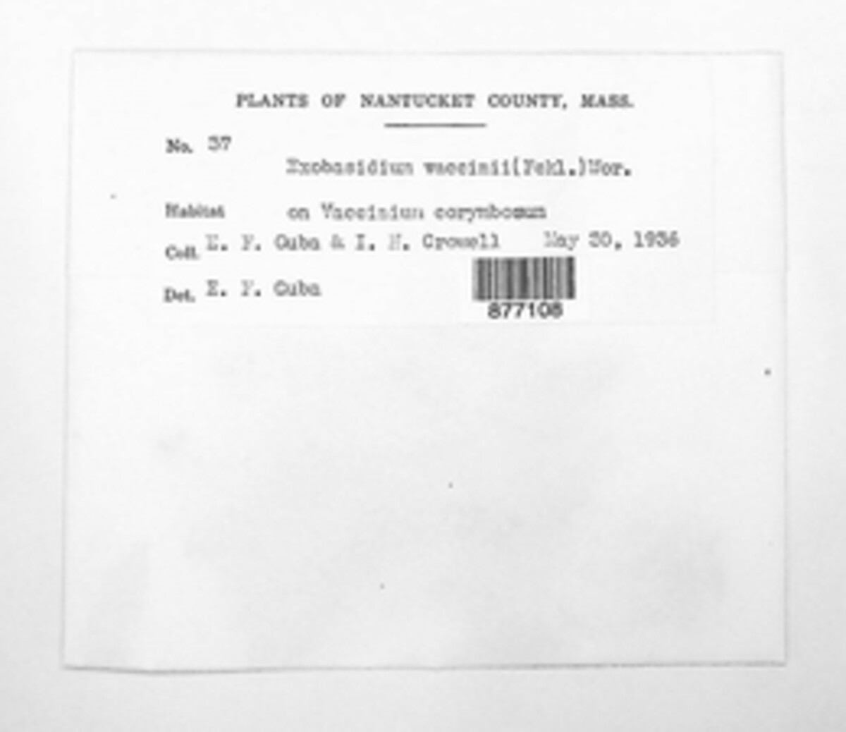 Exobasidium vaccinii image
